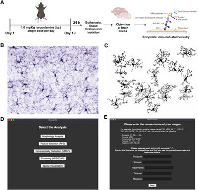 MorphoGlia, an interactive method to identify and map microglia morphologies, demonstrates differences in hippocampal subregions of an Alzheimer’s disease mouse model